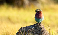 Lilac-breasted roller - Moremi game reserve