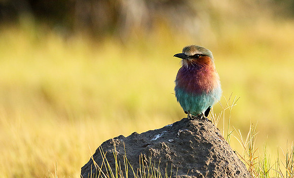 Lilac-breasted roller - Moremi game reserve