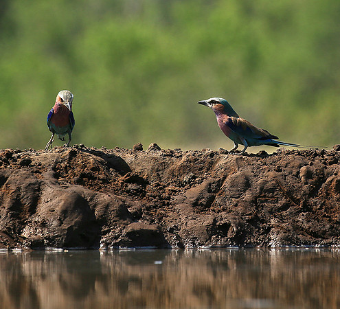 Lilac-breasted roller - Mashatu game reserve