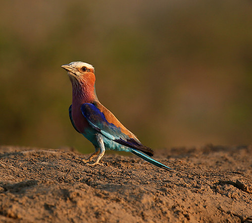 Lilac-breasted roller - Mashatu game reserve