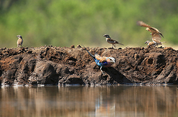 Lilac-breasted roller - Mashatu game reserve