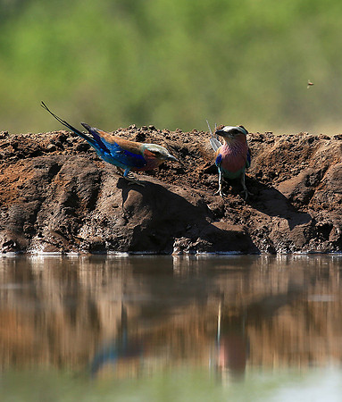 Lilac-breasted roller - Mashatu game reserve