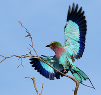 Lilac breasted roller - Delta of Okavango