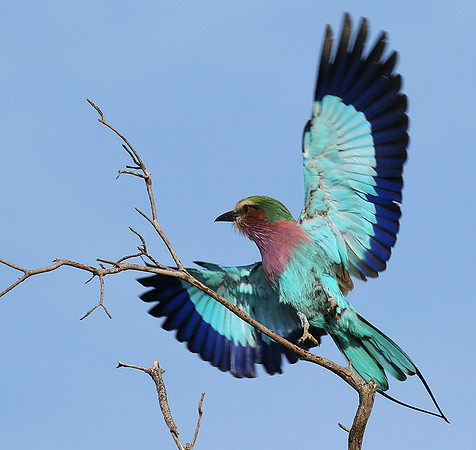 Lilac breasted roller - Delta of Okavango