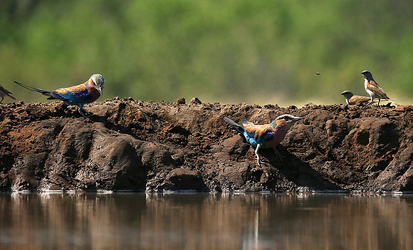 Lilac-breasted roller - Mashatu game reserve