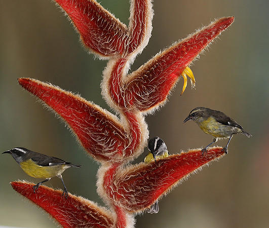 Great kiskadee