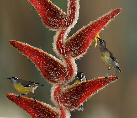Great kiskadee