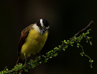 Great kiskadee