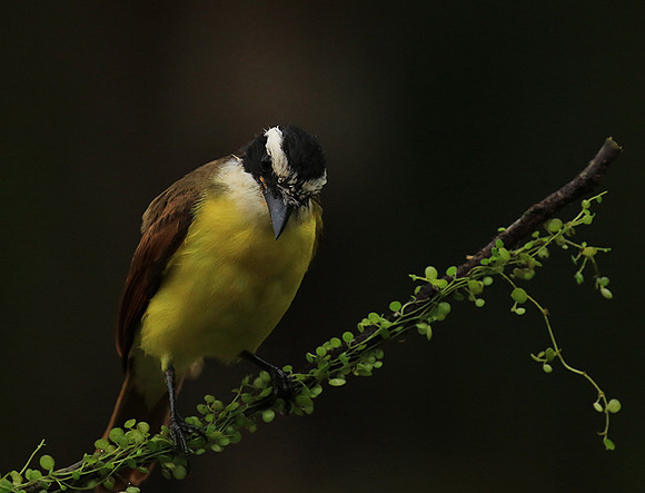 Great kiskadee