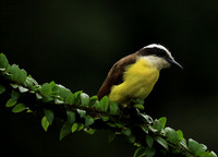 Great kiskadee
