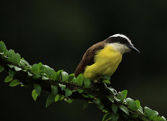 Great kiskadee