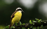 Great kiskadee