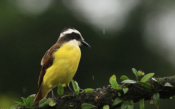 Great kiskadee