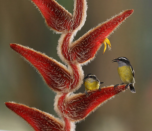 Great kiskadee