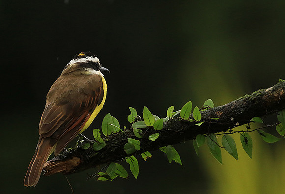 Great kiskadee