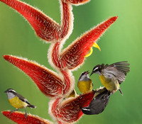 Great kiskadee