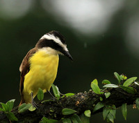 Great kiskadee