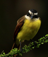 Great kiskadee