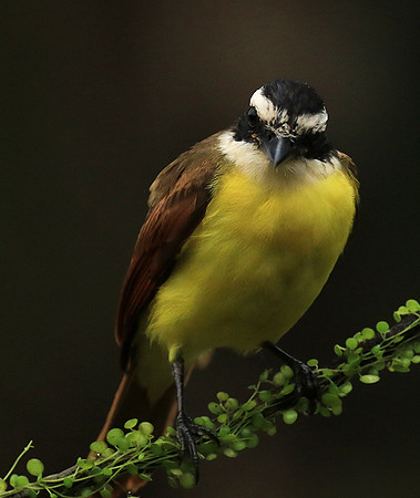 Great kiskadee