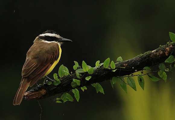 Great kiskadee