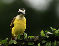 Great kiskadee