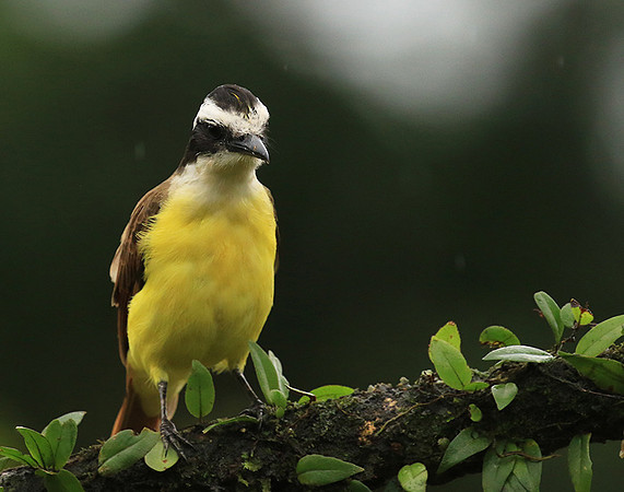 Great kiskadee