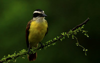 Great kiskadee