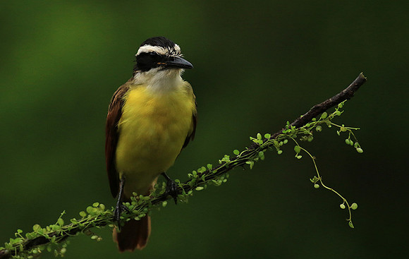 Great kiskadee
