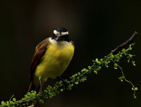 Great kiskadee
