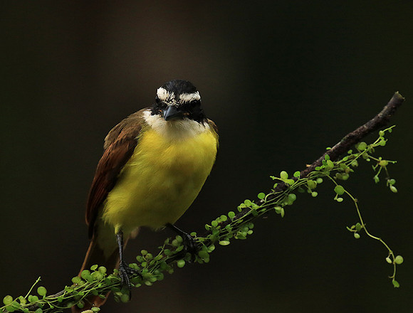 Great kiskadee