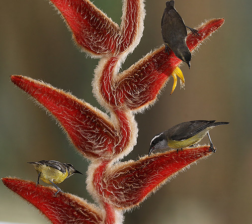 Great kiskadee