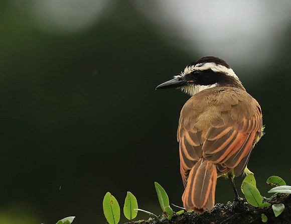 Great kiskadee