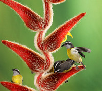 Great kiskadee