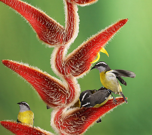 Great kiskadee