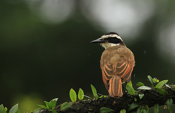 Great kiskadee