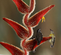 Great kiskadee