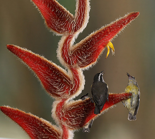 Great kiskadee