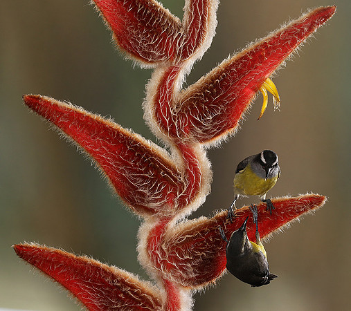 Great kiskadee