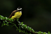 Great kiskadee