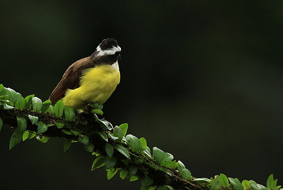 Great kiskadee