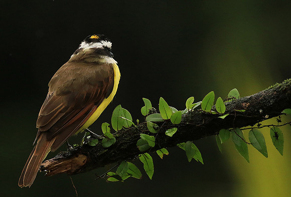 Great kiskadee