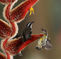 Great kiskadee