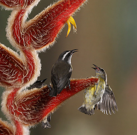 Great kiskadee