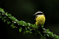 Great kiskadee