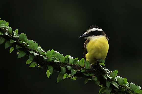 Great kiskadee
