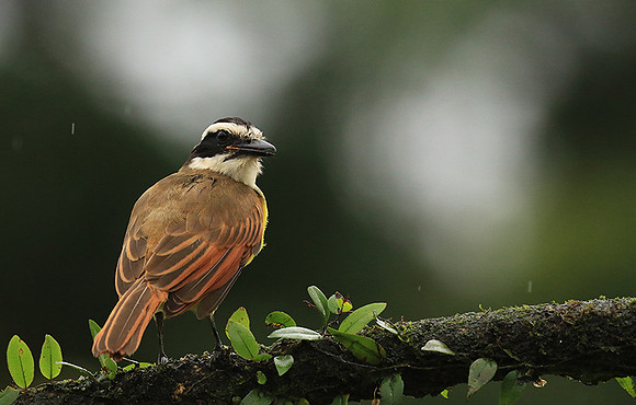 Great kiskadee