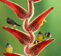 Great kiskadee