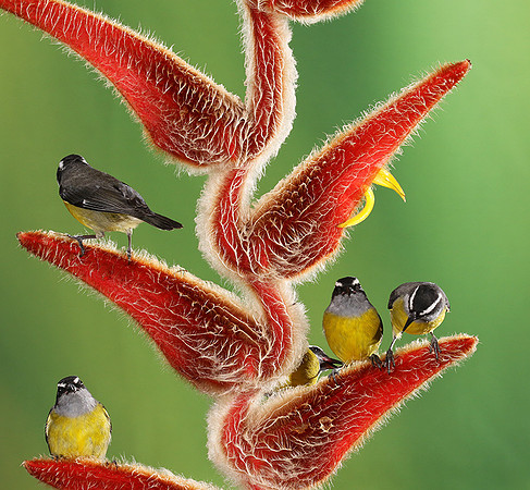 Great kiskadee