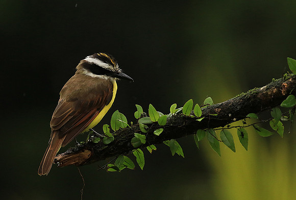 Great kiskadee