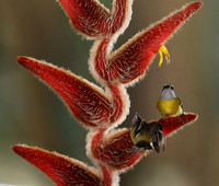 Great kiskadee